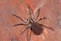 La Lycose tarentuline ou Tarentule radie ou Fausse tarentule ou encore Hogna raye. Une femelle et sa progniture (Araneae - Lycosidae - Hogna radiata)